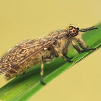 Horse Fly 2 